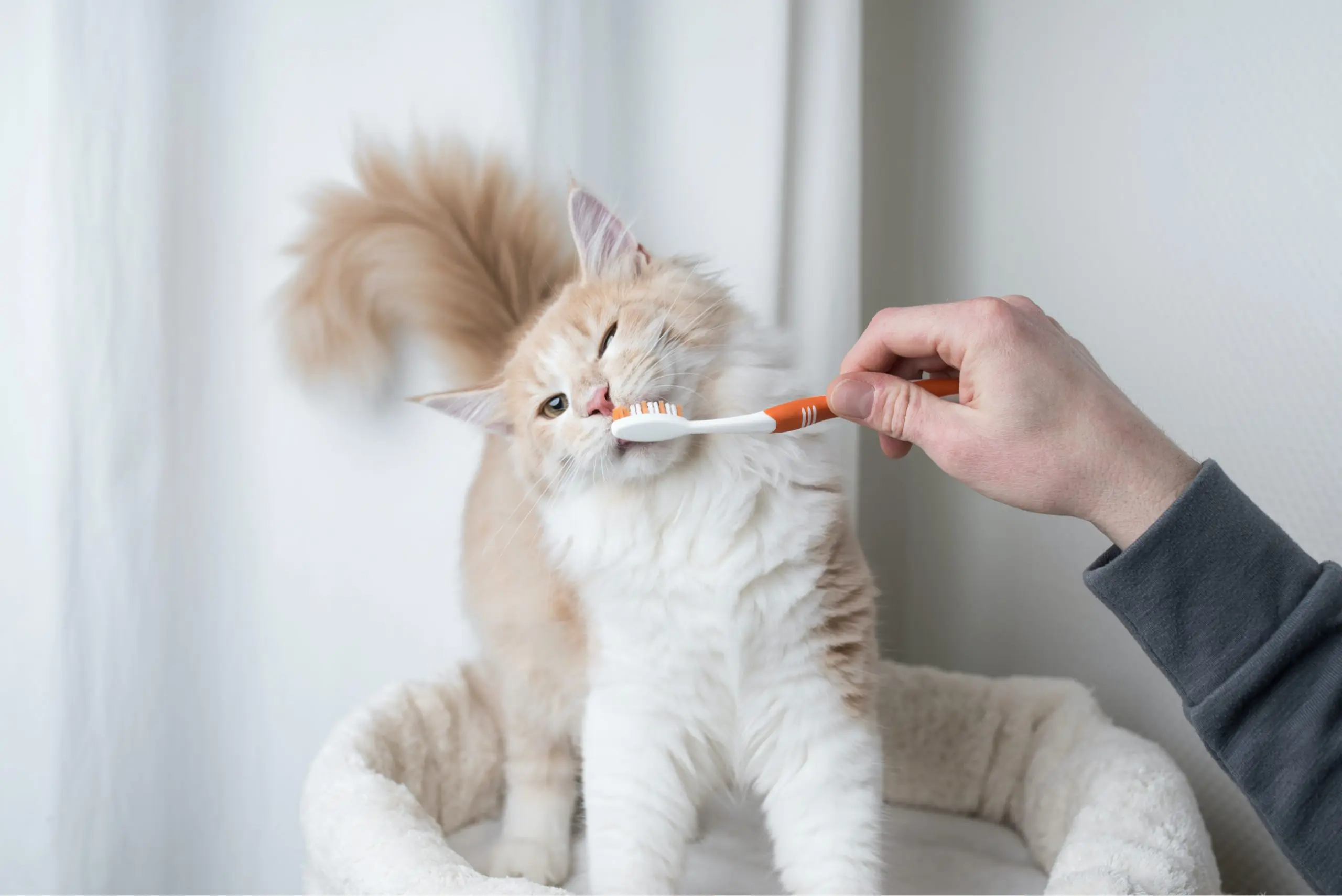 Healthy Dental Practices for Pets