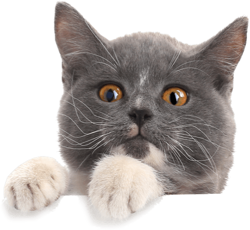 An Cat picture for the Header of Groomist website