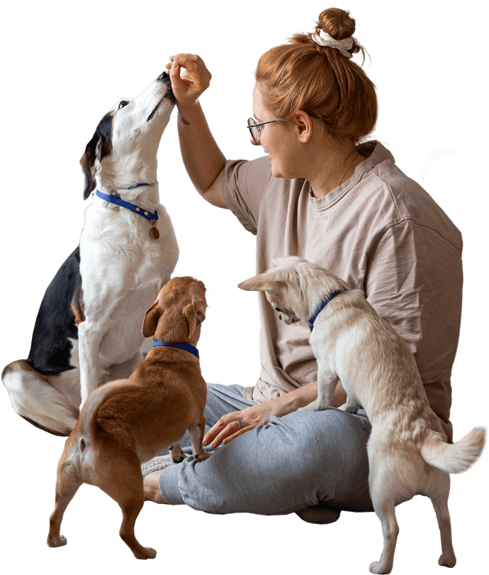 A lady giving training to the three dogs in the basic pet care package.