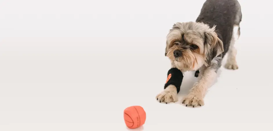 The Importance of Consistency in Dog Training Methods